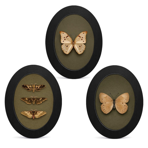 3Pcs Vintage Moody Butterfly Art Oval Small Wall Art Framed Decor | Butterfly Wall Decor Prints Pictures Vintage Room Decor for Home Bathroom Living Room