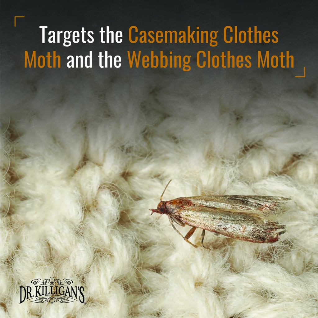 Dr. Killigan's Premium Clothing Moth Traps with Pheromones (Black, 6 Traps) | Clothes Moth Traps with Pheromones, Alternative to Moth Balls, Targets the Webbing Clothes Moth & Casemaking Clothes Moth